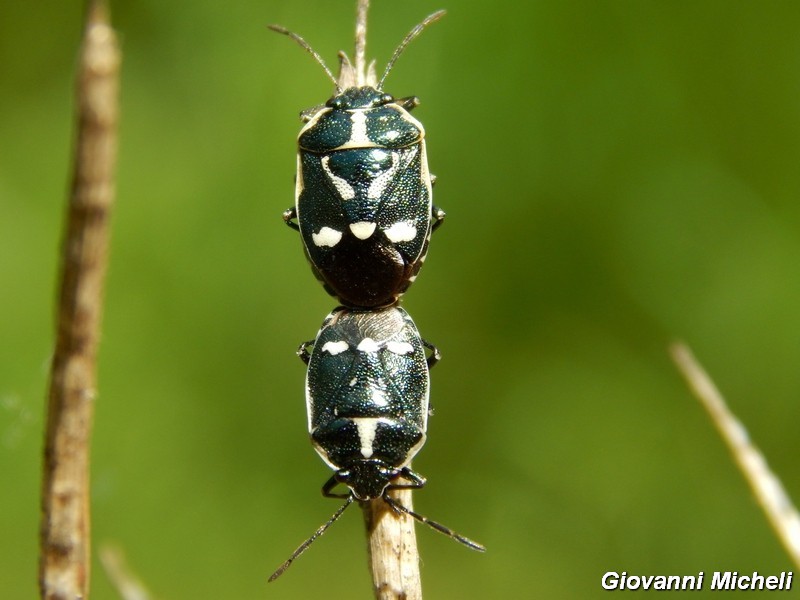 Pentatomidae:  Eurydema oleracea del Parco del Ticino